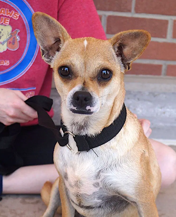 Cami - Chihuahua