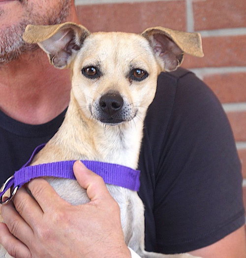 picture of the dog needing adoption