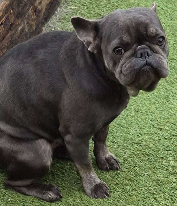 French Bulldog