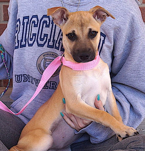 picture of the dog needing adoption