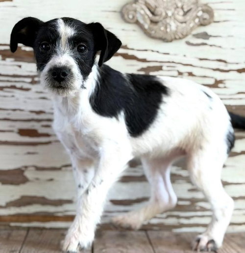 Kalani, an adoptable Border Collie in Carrollton, TX