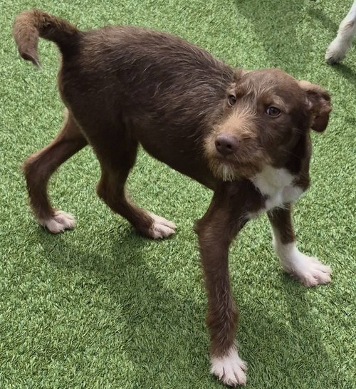 Kevin, an adoptable Schnauzer in Carrollton, TX