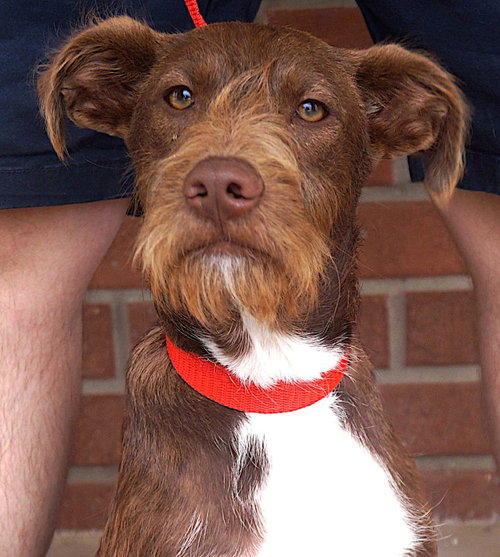 Kevin, an adoptable Schnauzer in Carrollton, TX