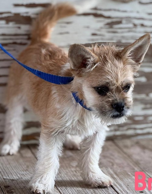 Bria, an adoptable Cairn Terrier in Carrollton, TX