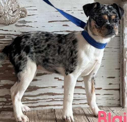 Blaire, an adoptable Pug in Carrollton, TX