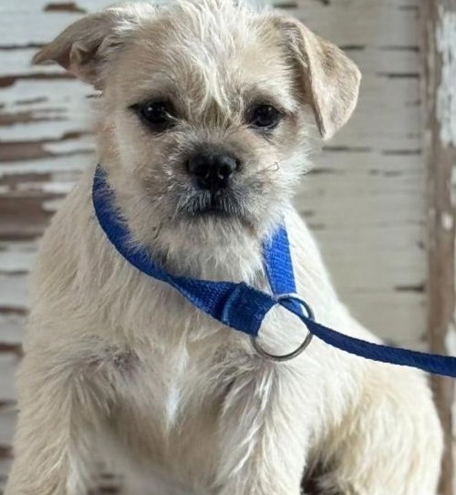 Bea, an adoptable Cairn Terrier in Carrollton, TX