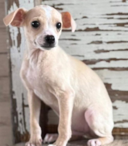 Calvin, an adoptable Chihuahua in Carrollton, TX