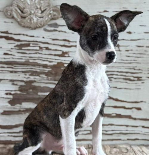 Carl, an adoptable Terrier in Carrollton, TX