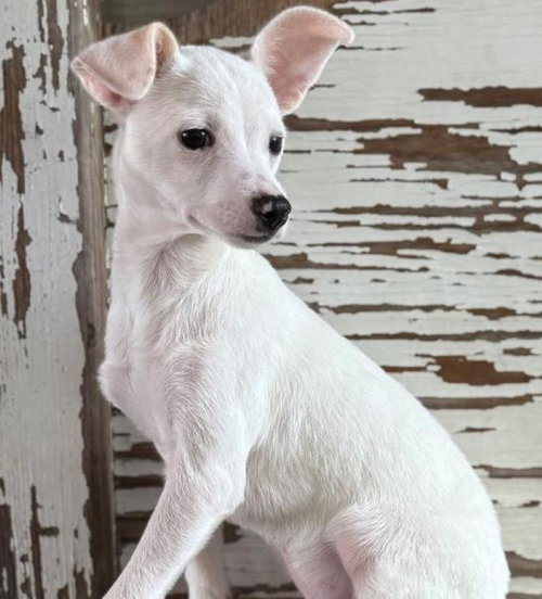 Cole, an adoptable Chihuahua in Carrollton, TX