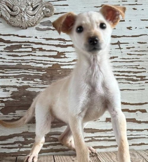 Adelle, an adoptable Chihuahua in Carrollton, TX