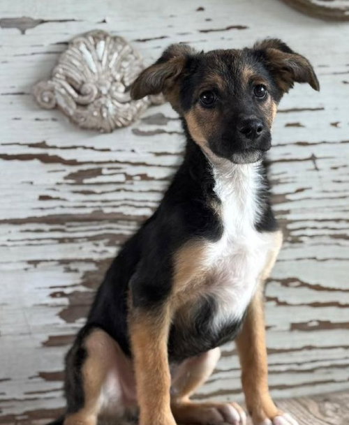 Aldo, an adoptable Shepherd in Carrollton, TX