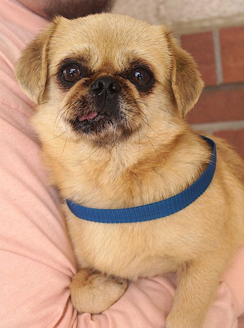 Cuddle Bug, an adoptable Pug in Carrollton, TX