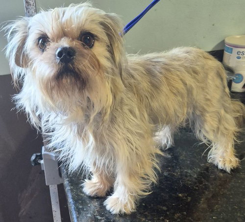 Darling, an adoptable Shih Tzu in Carrollton, TX