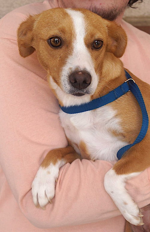 Mona, an adoptable Terrier in Carrollton, TX
