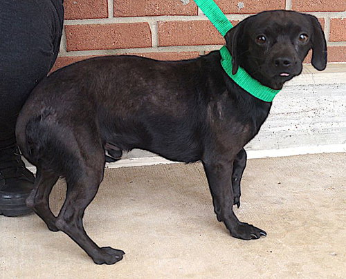 Tom, an adoptable Chihuahua in Carrollton, TX