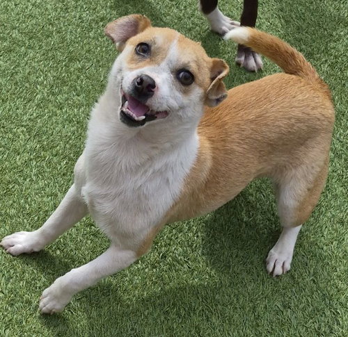 Byron, an adoptable Jack Russell Terrier in Carrollton, TX