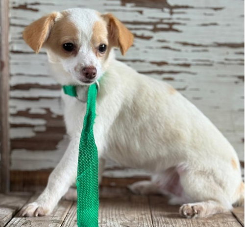Edwin, an adoptable Jack Russell Terrier in Carrollton, TX