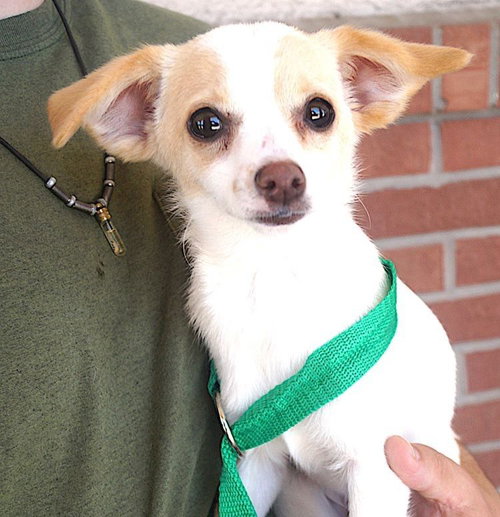 Edwin, an adoptable Jack Russell Terrier in Carrollton, TX