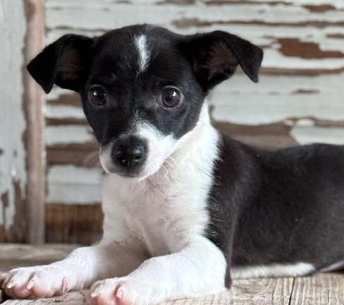 Archer, an adoptable Chihuahua in Carrollton, TX