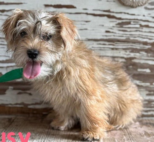 Susy, an adoptable Cairn Terrier in Carrollton, TX