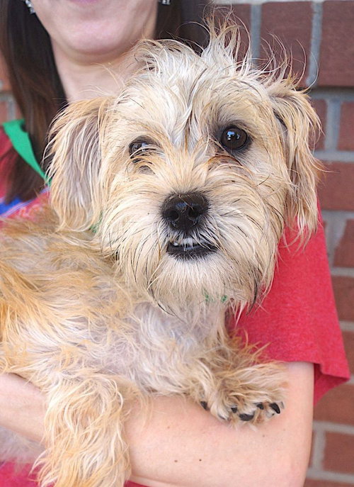 Susy, an adoptable Cairn Terrier in Carrollton, TX