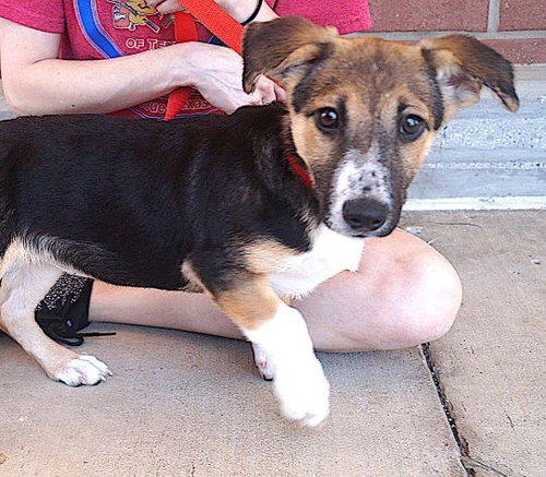 Ada, an adoptable Shepherd in Carrollton, TX