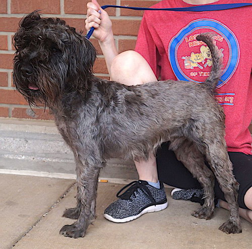 Maximus, an adoptable Schnauzer in Carrollton, TX