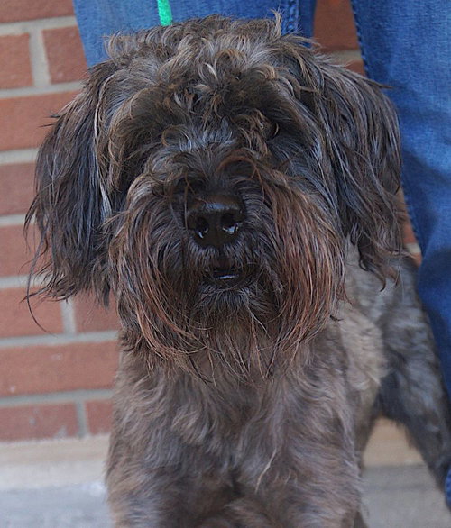 Maximus, an adoptable Schnauzer in Carrollton, TX