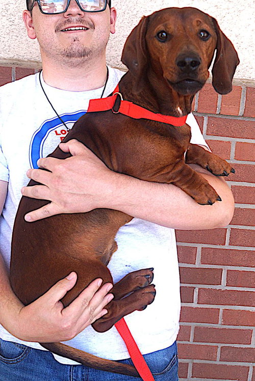 Rusty, an adoptable Dachshund in Carrollton, TX