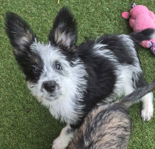 Nyx, an adoptable Australian Shepherd in Carrollton, TX
