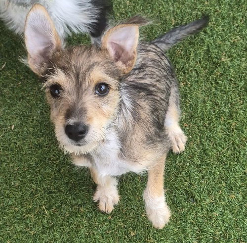 Maple, an adoptable Cairn Terrier in Carrollton, TX