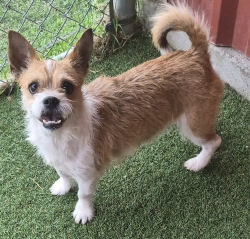 Rover, an adoptable Cairn Terrier in Carrollton, TX