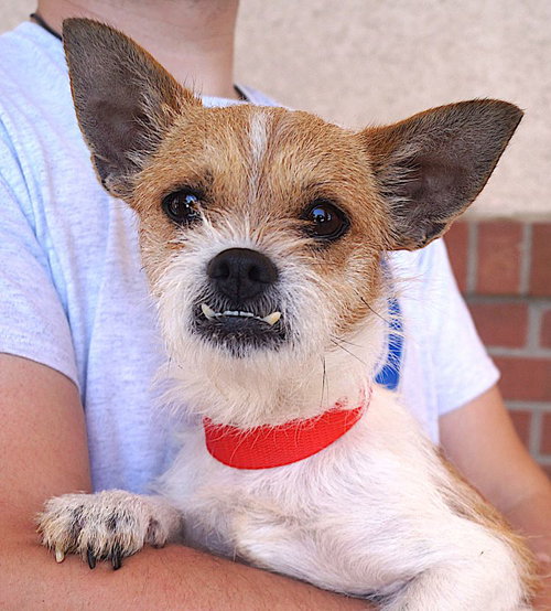 Rover, an adoptable Cairn Terrier in Carrollton, TX