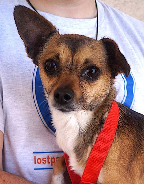 Evie, an adoptable Chihuahua in Carrollton, TX