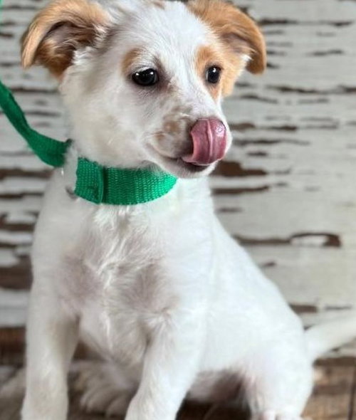 Frannie, an adoptable Jack Russell Terrier in Carrollton, TX