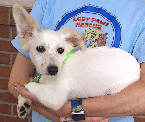 Frannie, an adoptable Jack Russell Terrier in Carrollton, TX