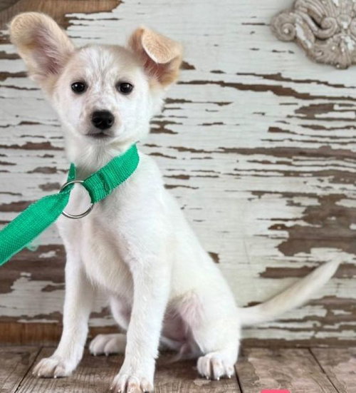 Freya, an adoptable Jack Russell Terrier in Carrollton, TX