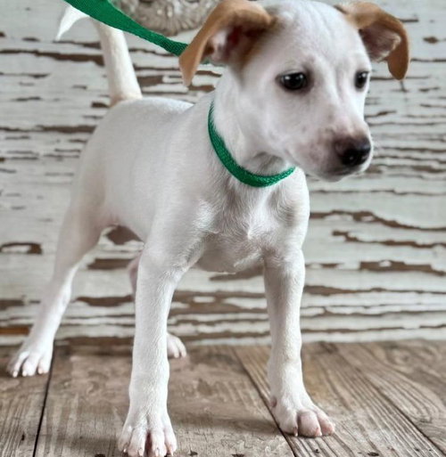 Fargo, an adoptable Jack Russell Terrier in Carrollton, TX