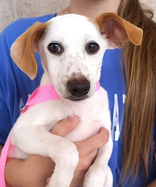 Fargo, an adoptable Jack Russell Terrier in Carrollton, TX