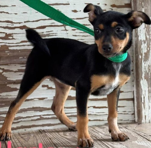 Harlow, an adoptable Miniature Pinscher in Carrollton, TX