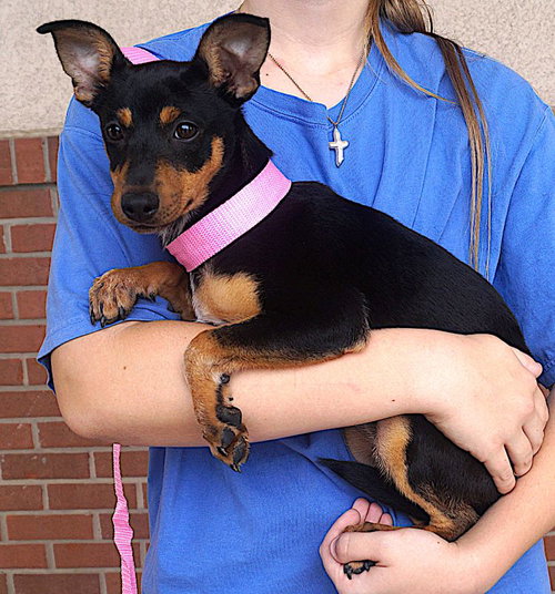 Harlow, an adoptable Miniature Pinscher in Carrollton, TX
