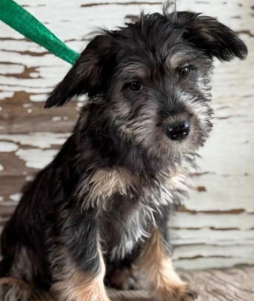 Hana, an adoptable Cairn Terrier in Carrollton, TX