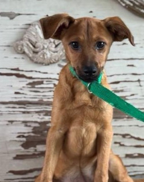 Erika, an adoptable Dachshund in Carrollton, TX