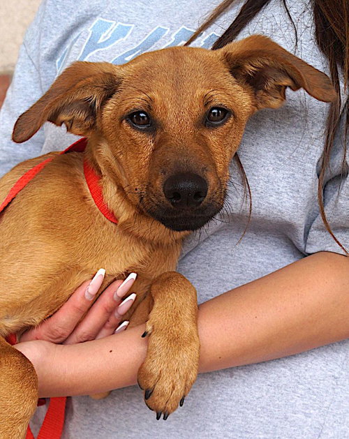 Erika, an adoptable Dachshund in Carrollton, TX