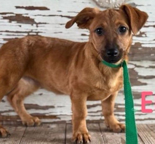 Elena, an adoptable Dachshund in Carrollton, TX