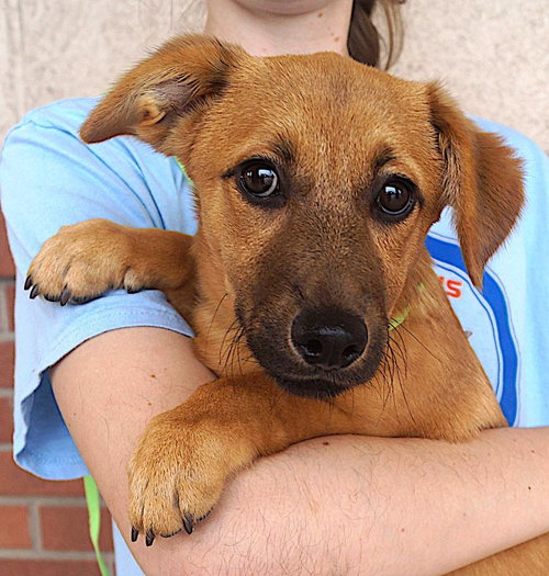 Elena, an adoptable Dachshund in Carrollton, TX