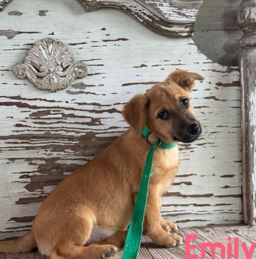 Emily, an adoptable Dachshund in Carrollton, TX