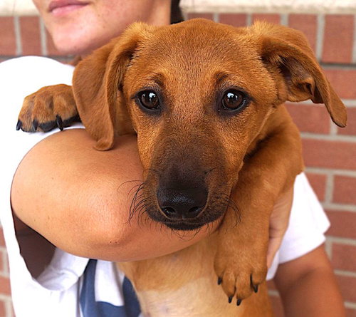 Emily, an adoptable Dachshund in Carrollton, TX
