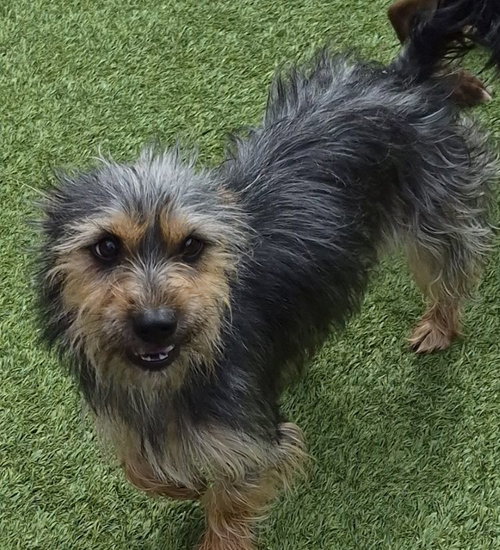 Crystal, an adoptable Yorkshire Terrier Yorkie in Carrollton, TX