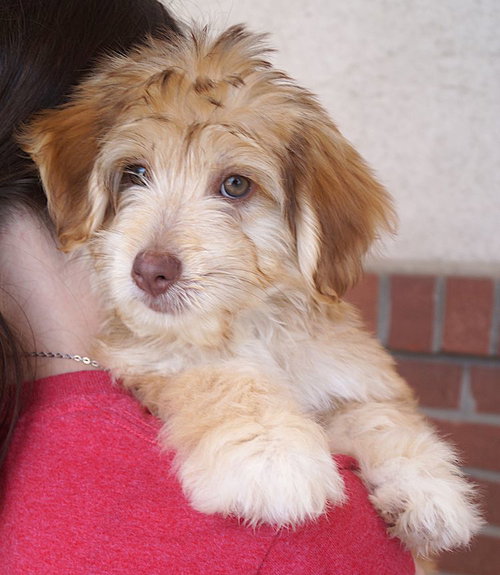 Benji